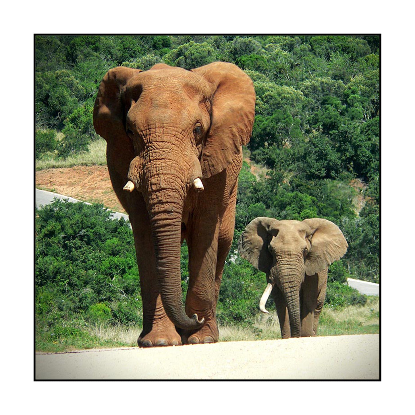 T-SHIRT AFRIQUE DU SUD / OUTSIDE